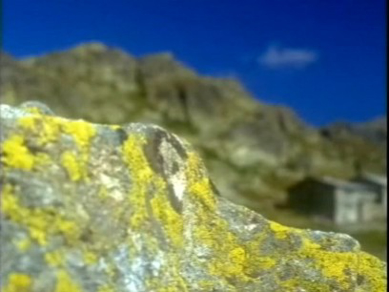 Tausendjährige Flechten