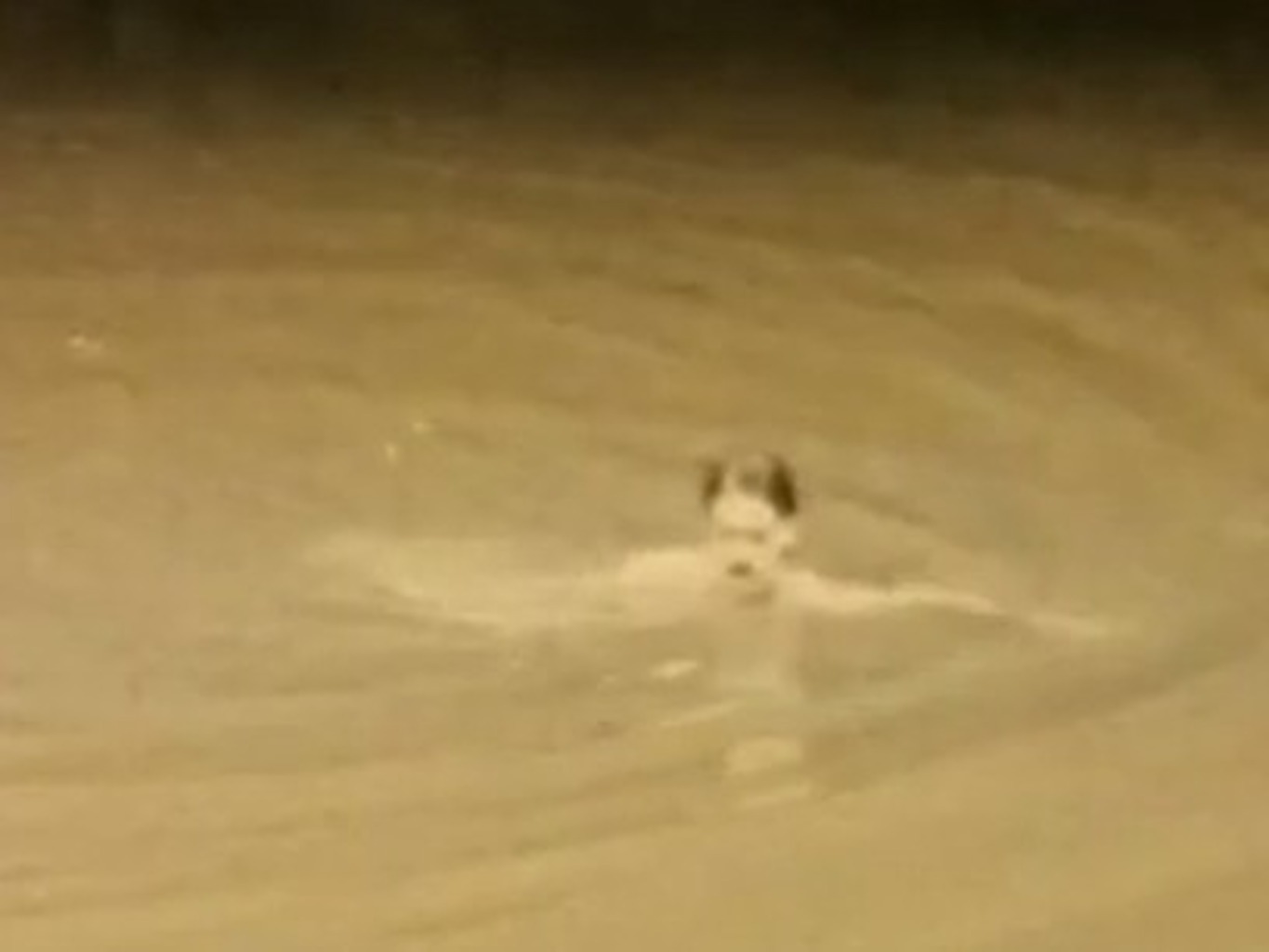 Adolf Hitler badet in einem Weiher