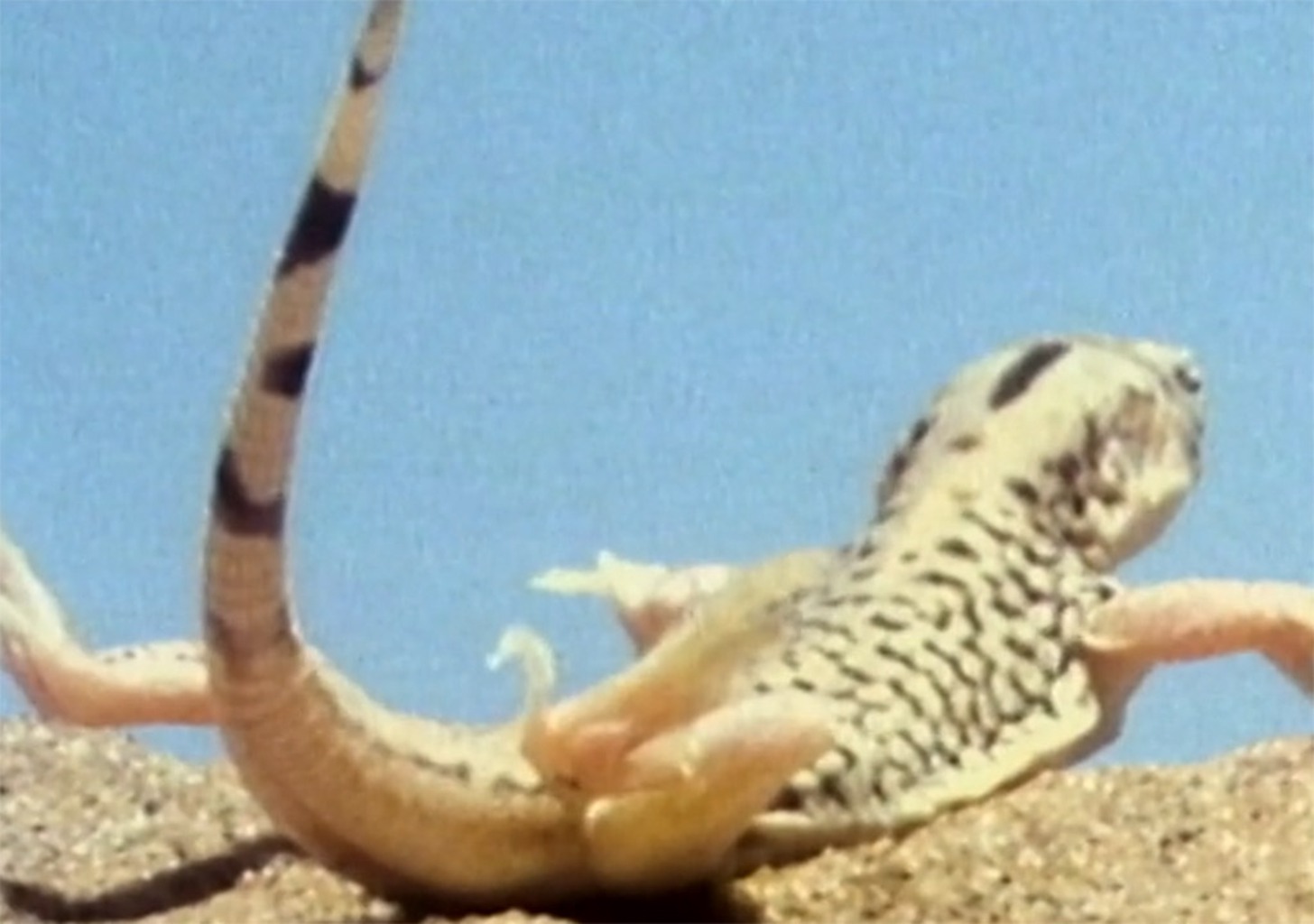 Die Zukunft der Tiere