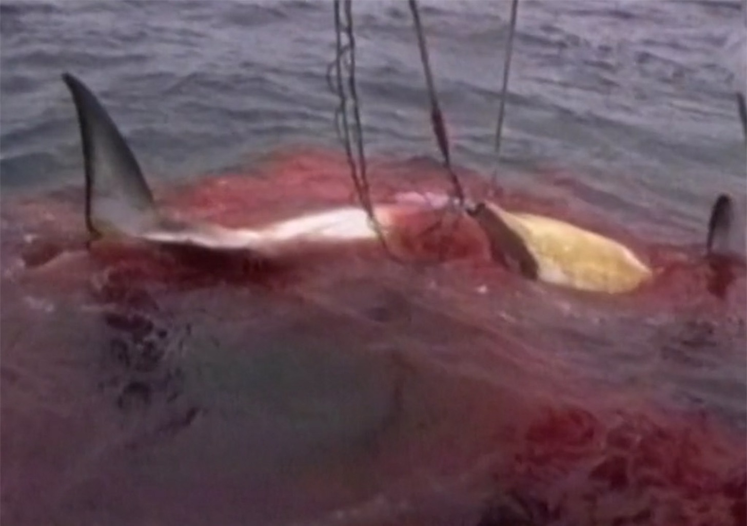 Warum hilft Gott dem Wal nicht