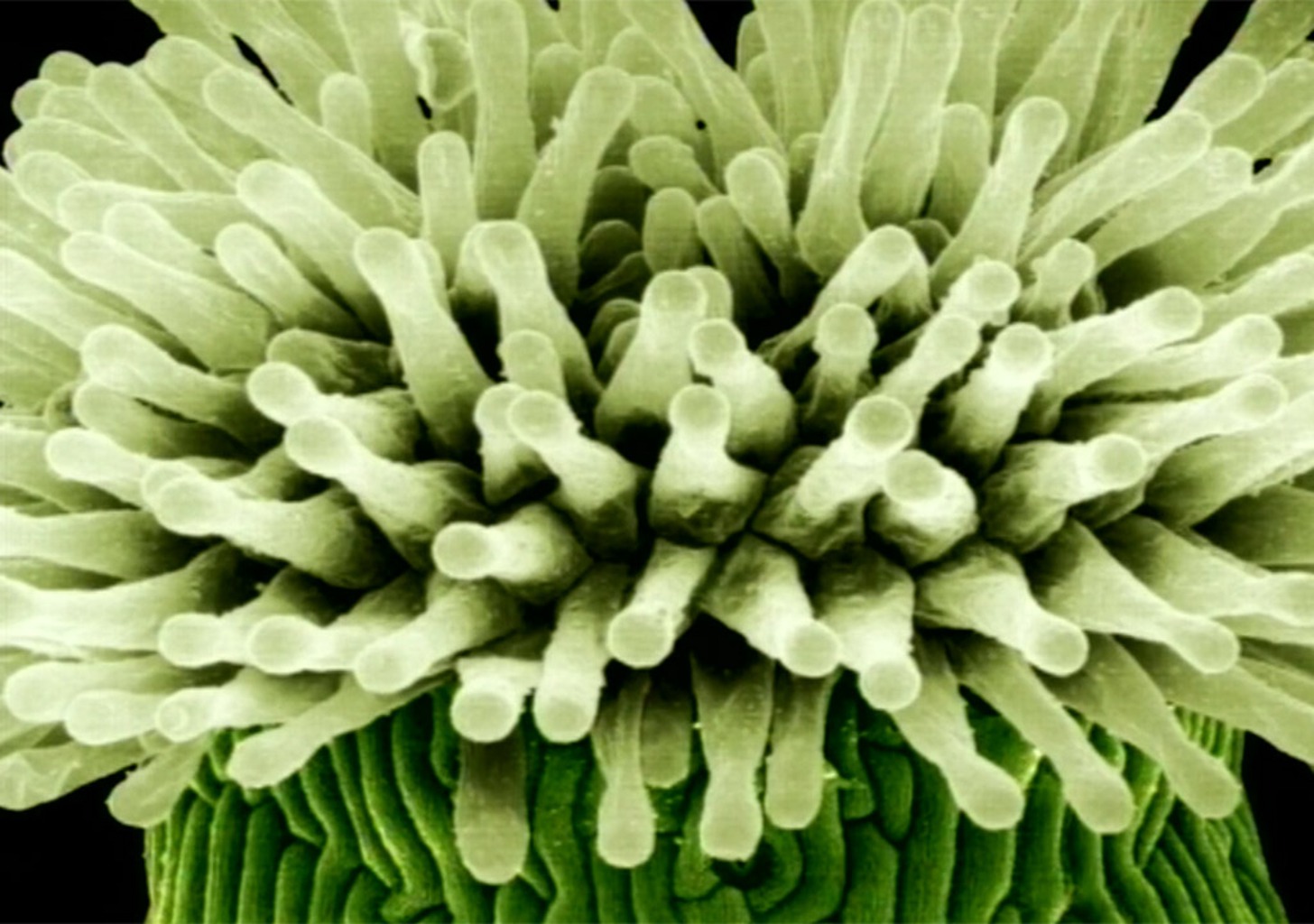 Die weiße Maus der Pflanzenwelt