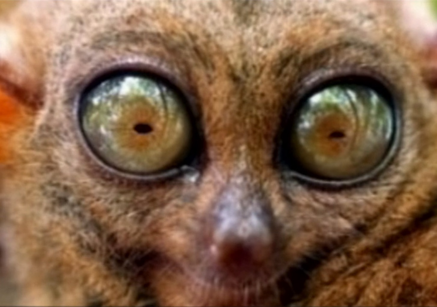 Das Auge, das rätselhafte Wesen