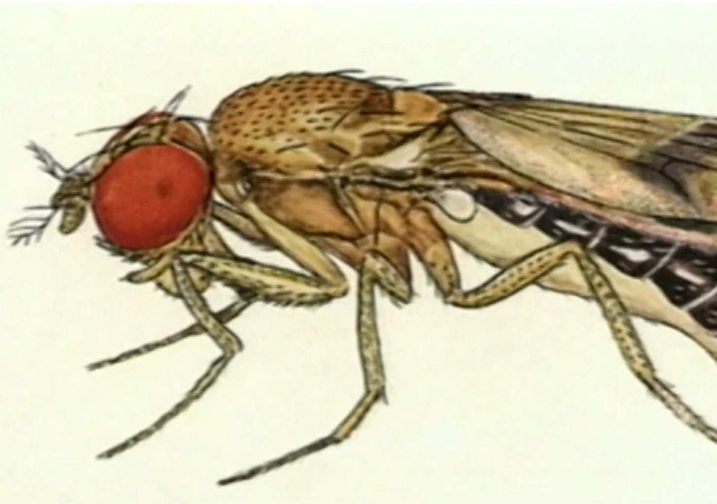 Die Psyche der Fliegen