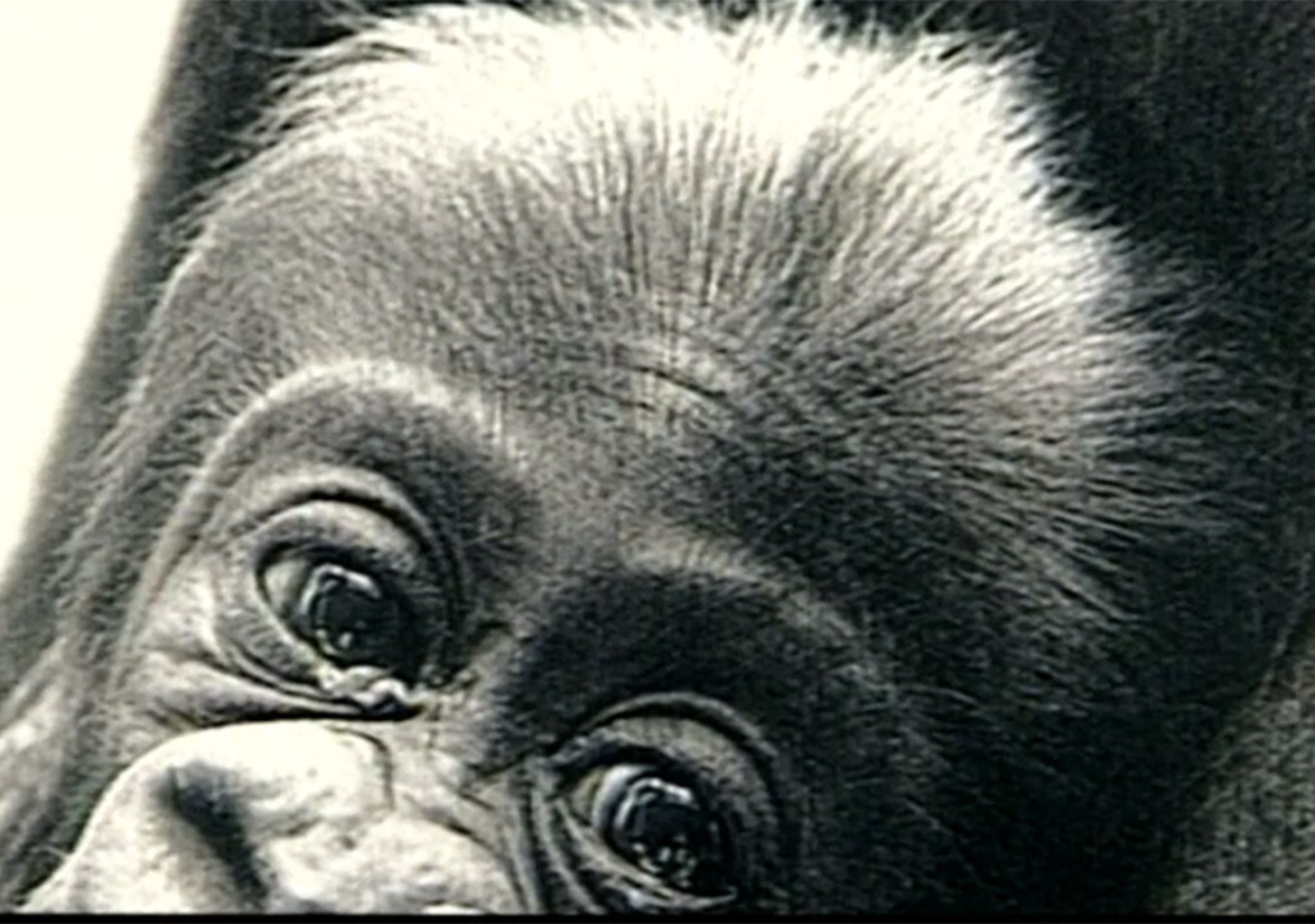 Zärtlich wie ein Gorilla