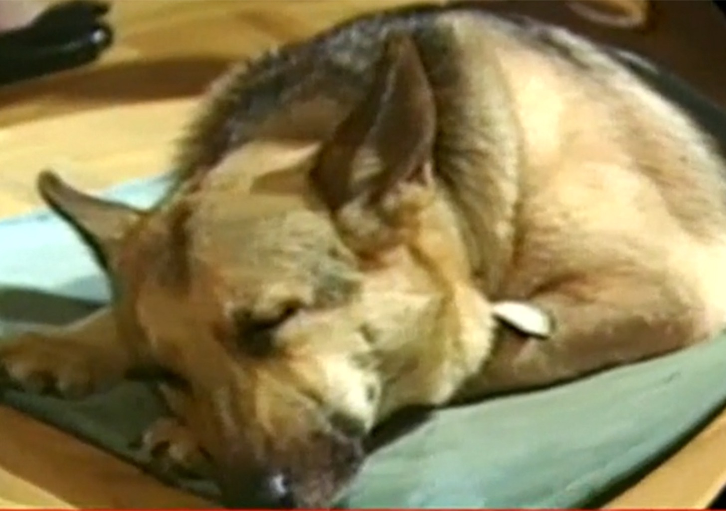 "Du bist mein bester Kamerad"