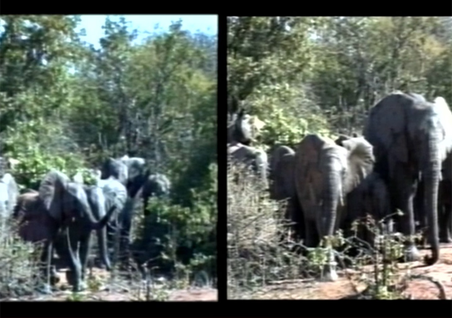 Interaktive Elefantengruppe