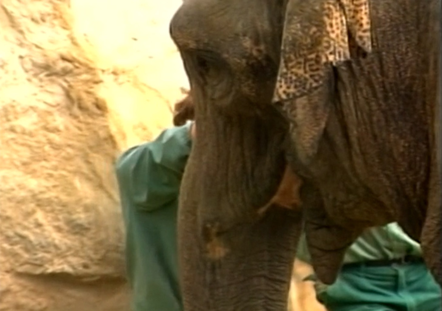 Doktor-Spiele im Hintern des Elefanten