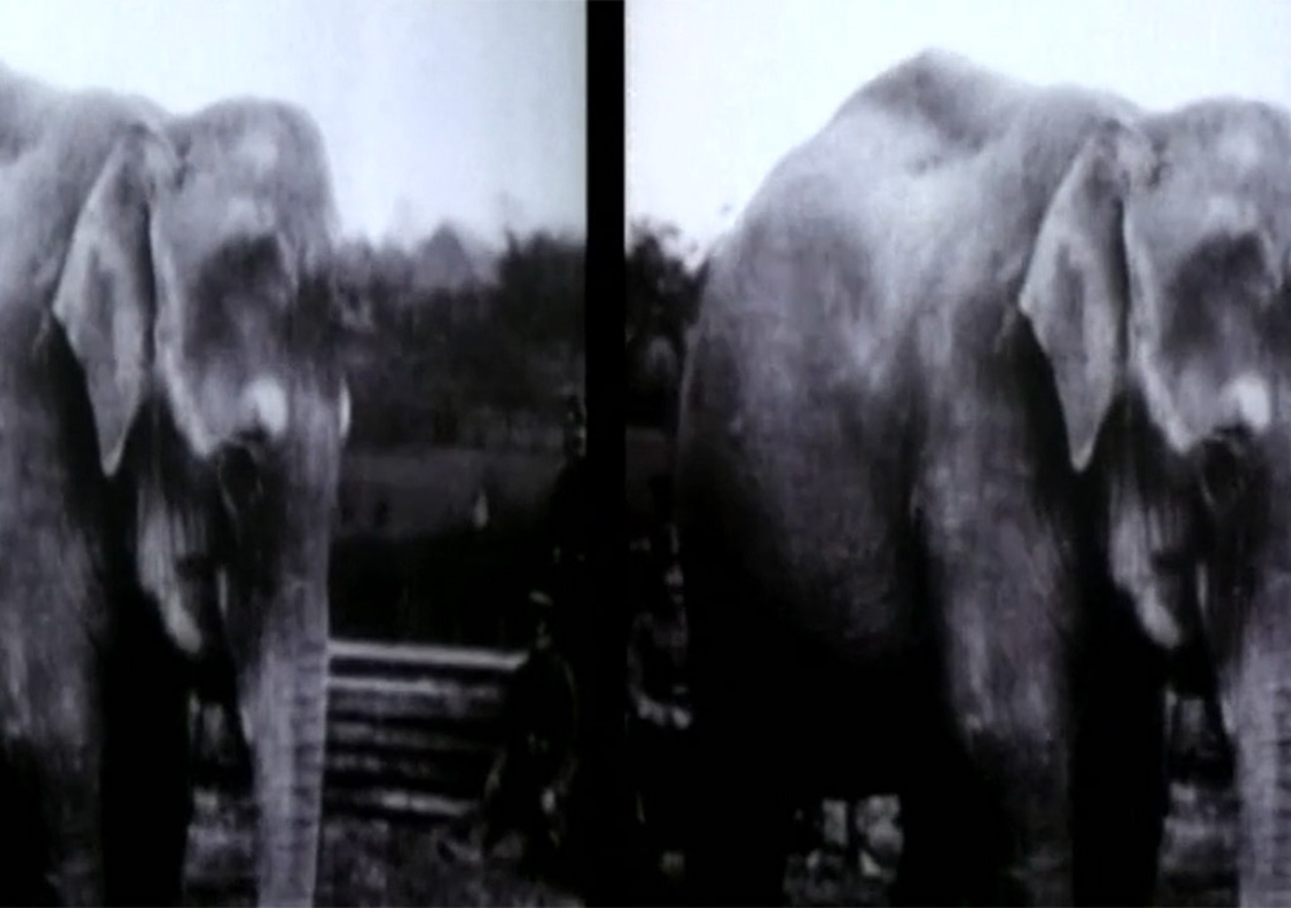 Organisiertes Glück