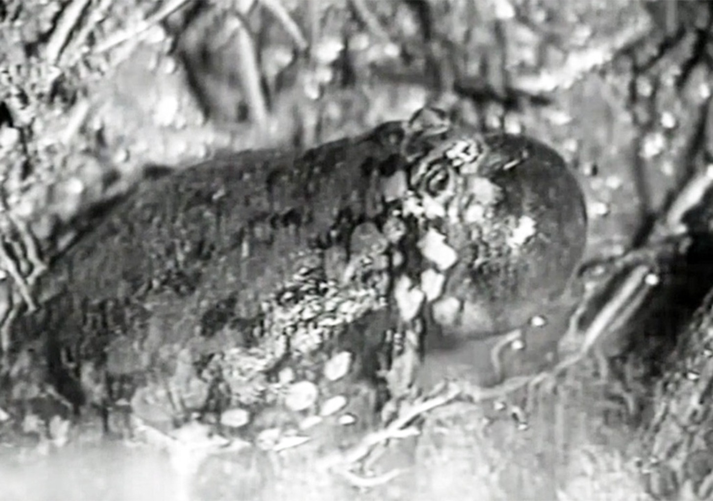 Der unverwechselbare Ton der Frösche