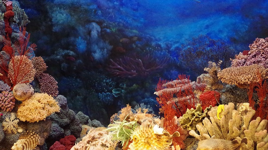 Darwins Korallen (Exzerpt)