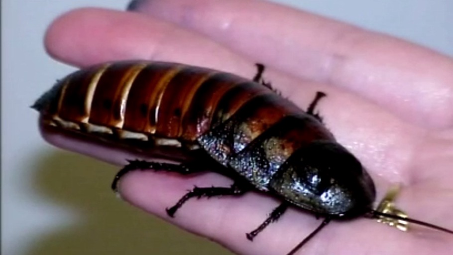 Sind wir Menschen überspezialisiert?