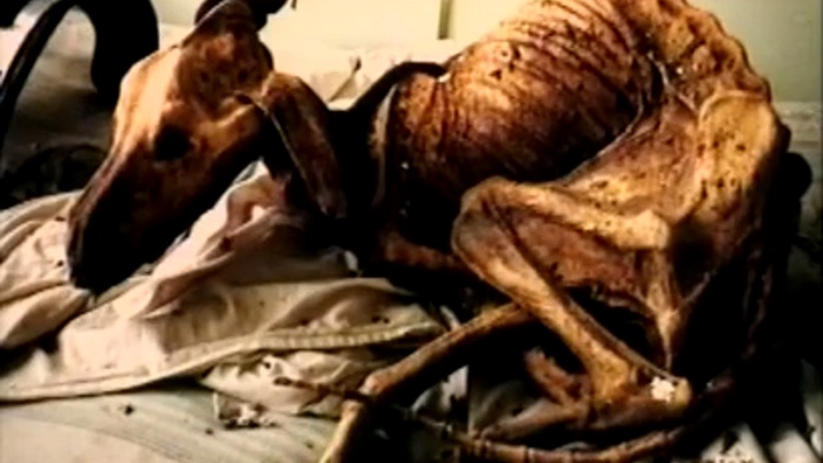 Der Elefantenfuss von Tschernobyl