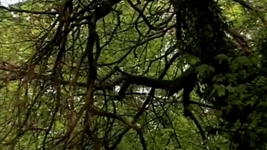 Der Baum, der grünt