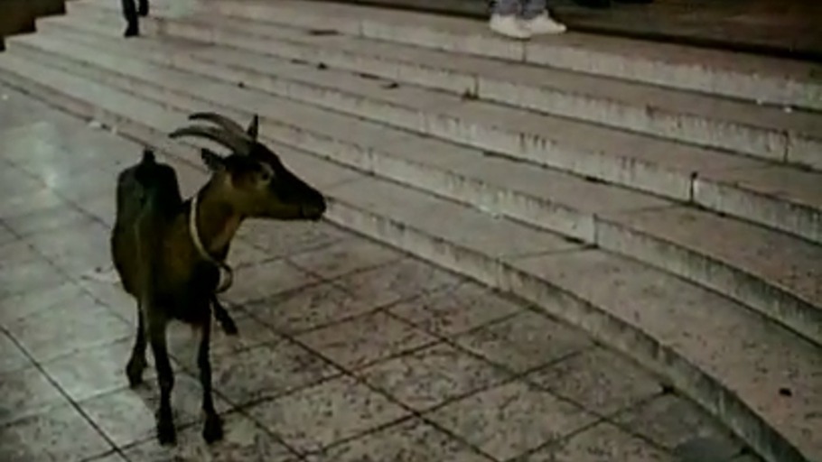 Die Lust ist eine Ziege