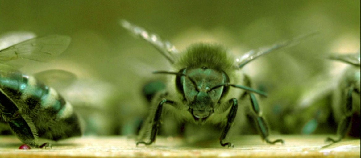 Im Jahrhundert der Biologie