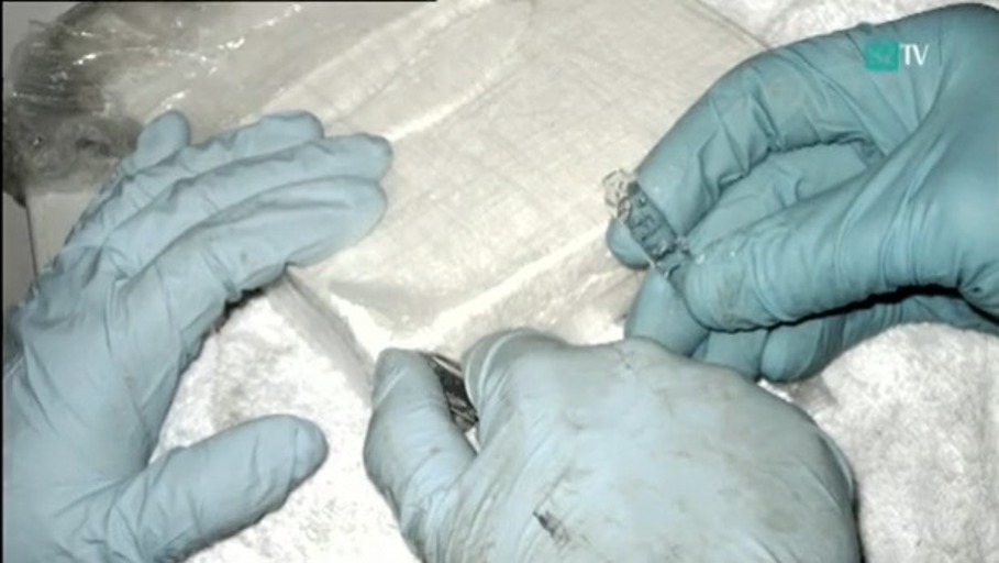 Pulver, Pillen, Plagiate