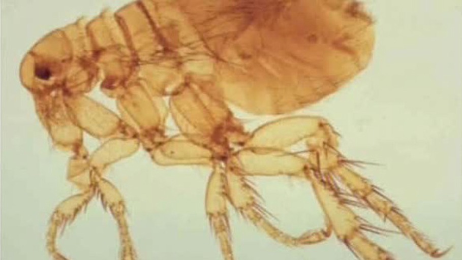 Übertragung der Pest