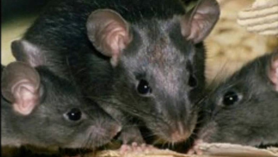 Die Suche nach dem Schuldigen