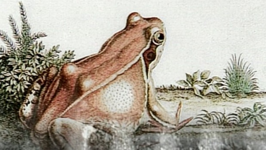 Die Geschichte vom gekochten Frosch