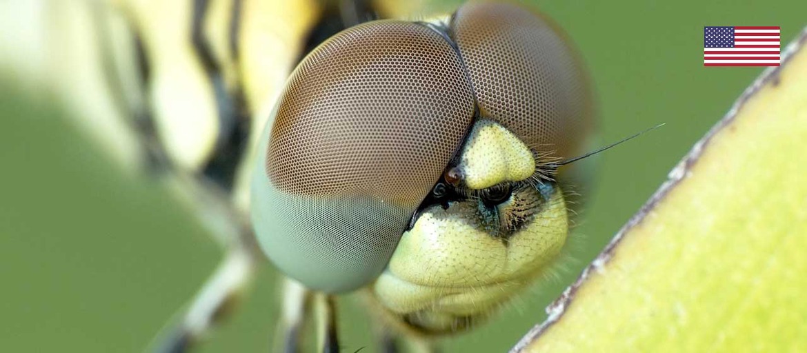 The Eye of the Dragonfly (Part 1)