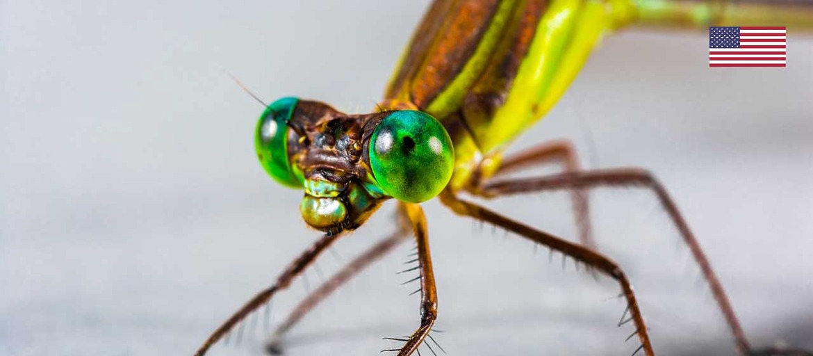 The Eye of the Dragonfly (Part 2)