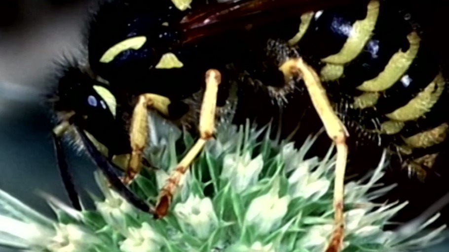 Mein Lieblingstier ist die Wespe