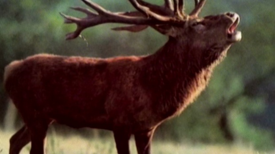 Erst die Musik, dann die Worte