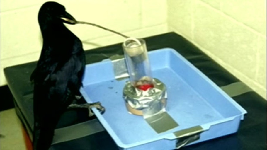 Die kluge Krähe Betty