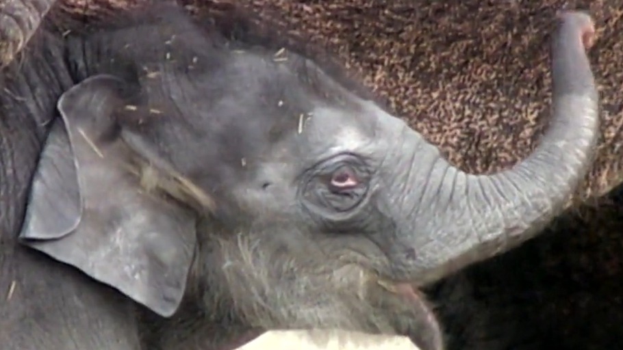 Hinrichtung eines Elefanten