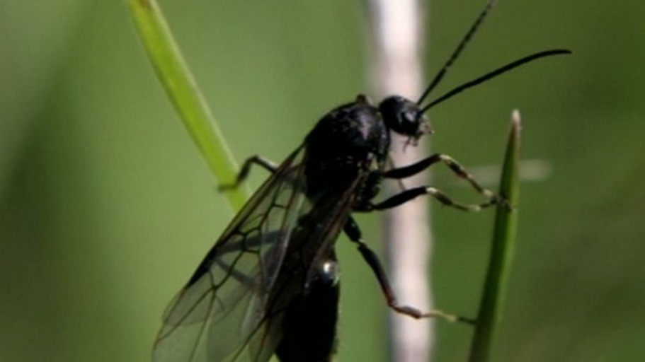 Es lebe die Königin