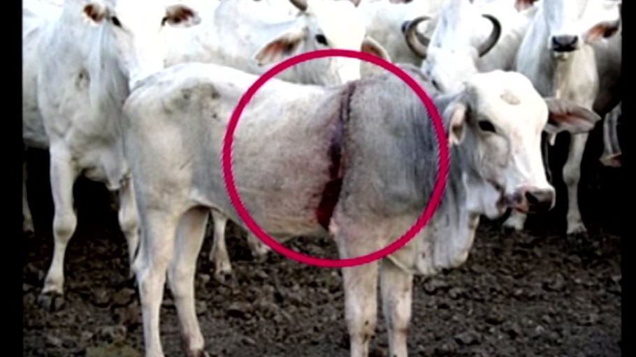 Nachricht von den Urwaldspezialisten