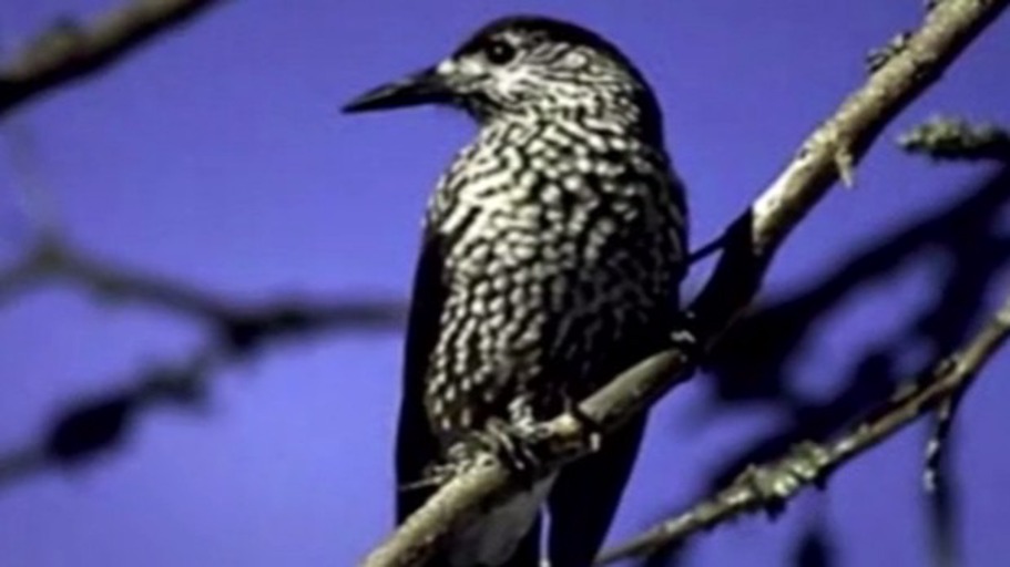 Kommt ein Vogel geflogen