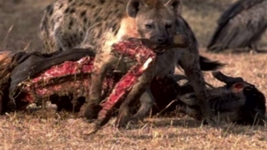 Höflichkeit unter Hyänen