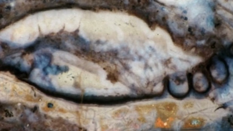 Der älteste Penis der Welt