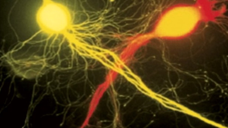 Das flexible Gedächtnis