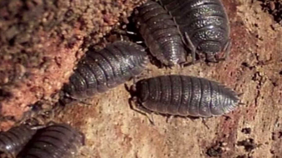 Zauberwelt der Evolution