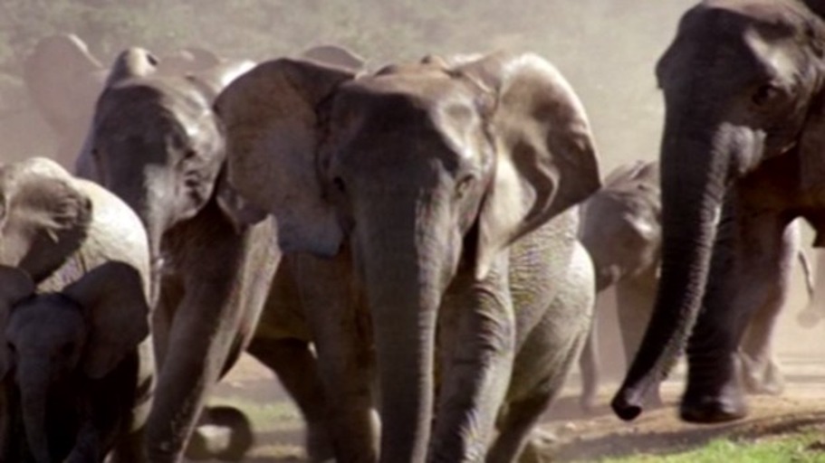 Schönheit ist weiblich