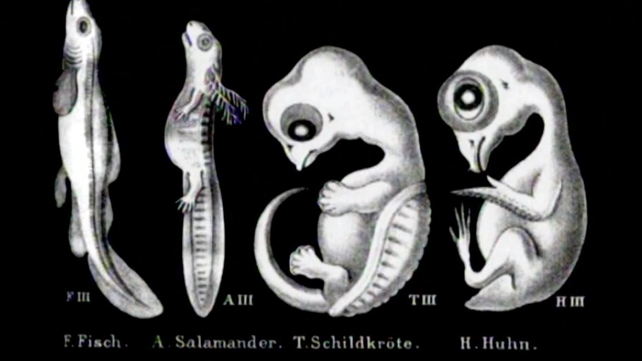 Wir sind alle Mutanten!