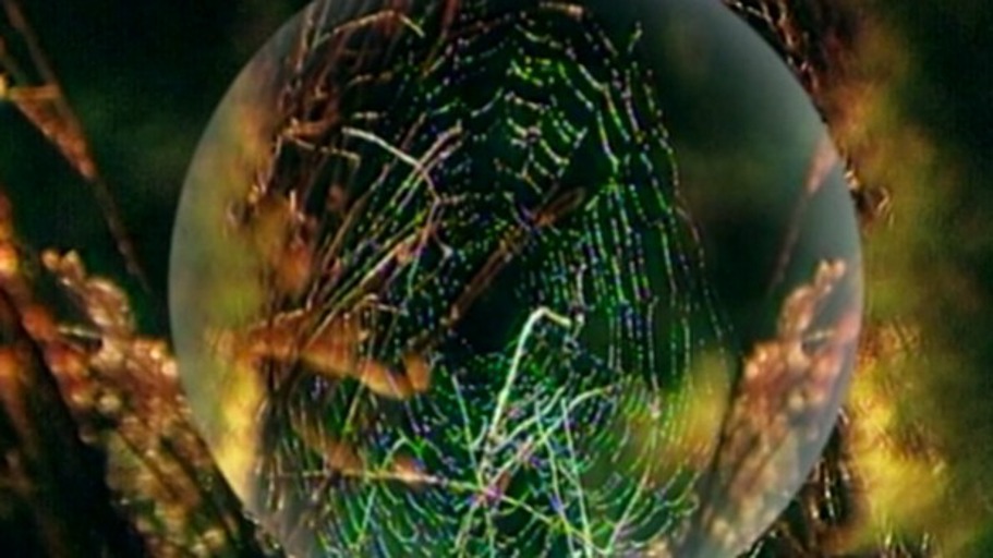 Die Strategie der Spinne