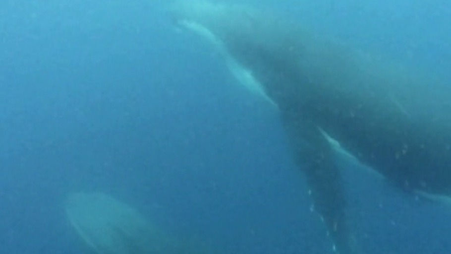 Moby Dick: Der weiße Geist der Tiefe - Teil 1