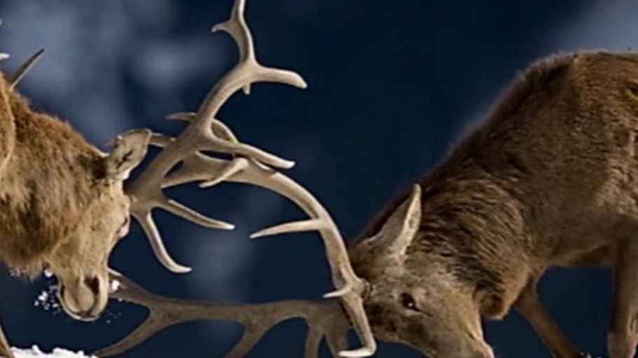 Ursprung der Schönheit