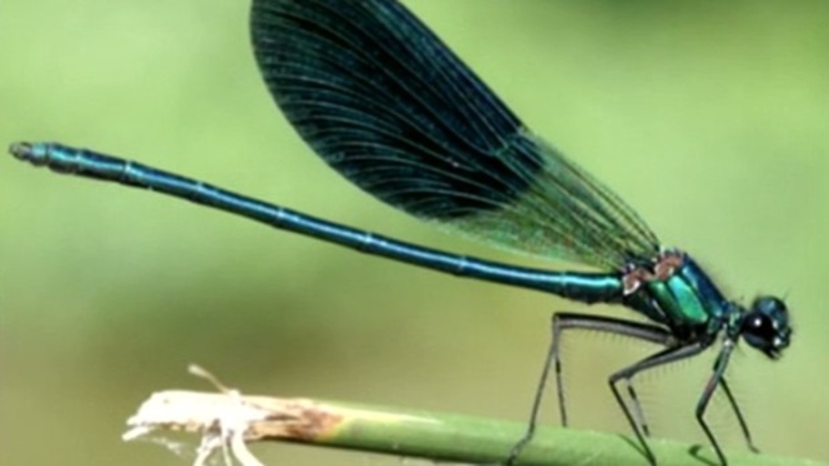 Ein Genie der Navigation: die Wüstenameise