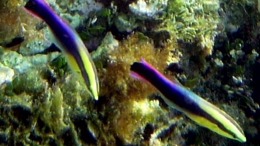 Die Rolle der Persönlichkeit in der Evolution