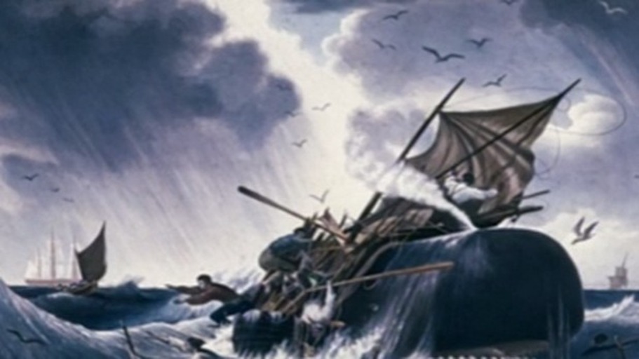 Der rätselhafte Albino-Wal Moby Dick