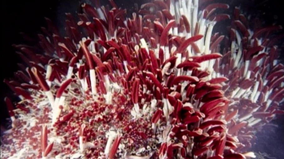 Bausteine des Lebens