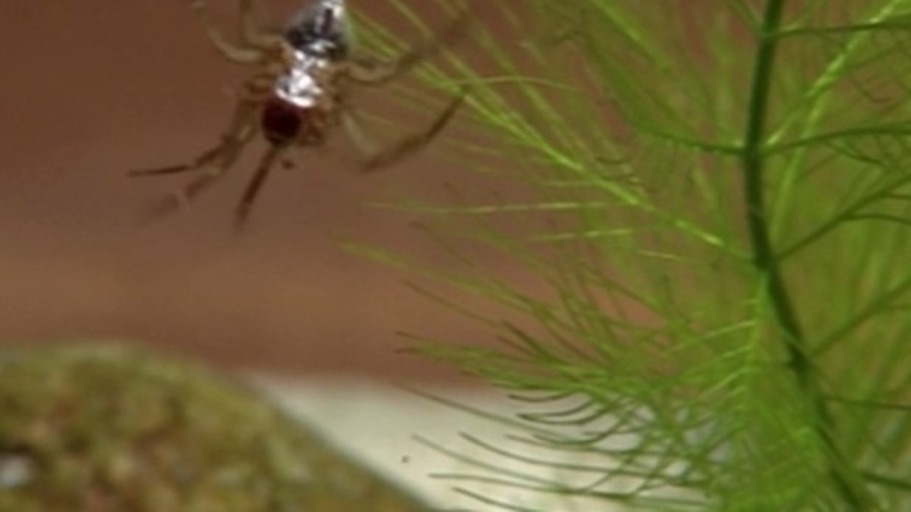 Die Spinne in der Taucherglocke