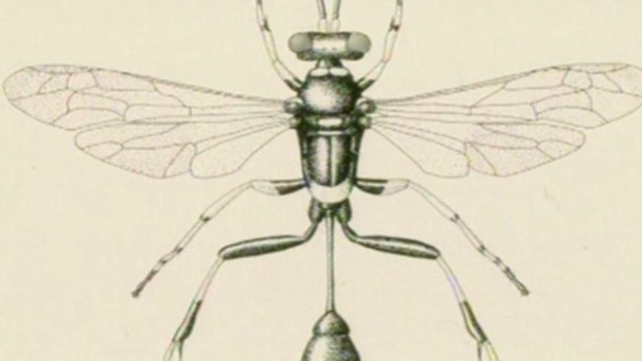 Ein Raubtier, das von Nektar lebt