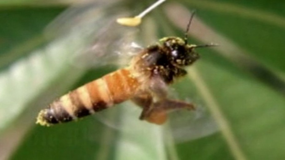 Die Lust der jungfräulichen Königin