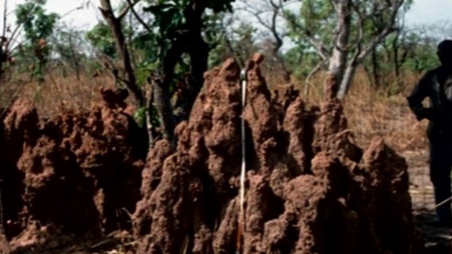 Die ältesten sozialen Lebewesen der Erde