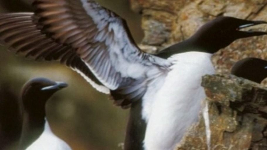 Von Sandfischen und künstlichen Libellen